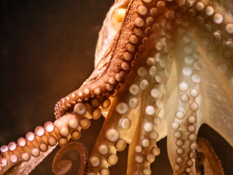 Consider the noble octopus