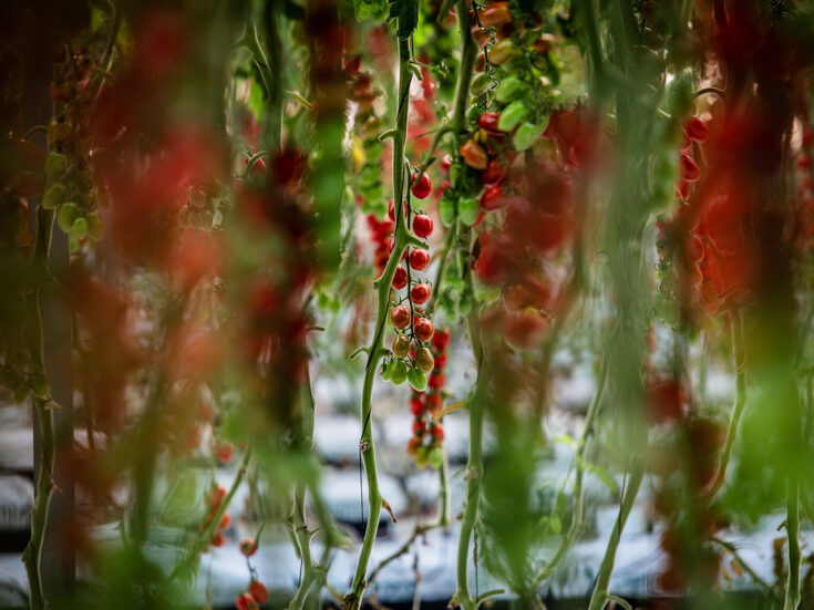 Is Brexit to blame for the UK’s tomato shortage?